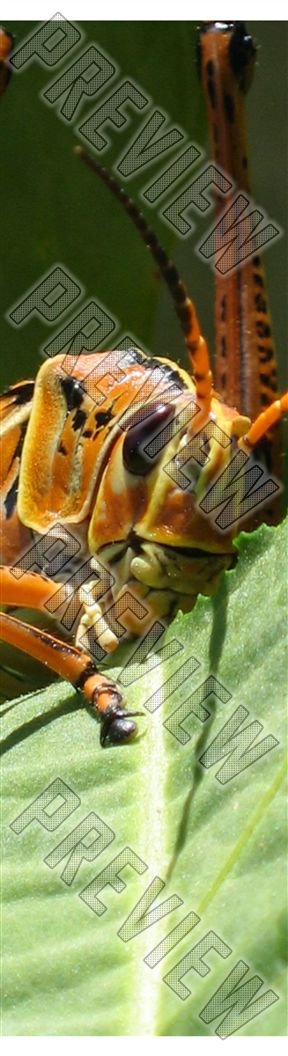 grass hopper 7-3/4 Skateboard Deck