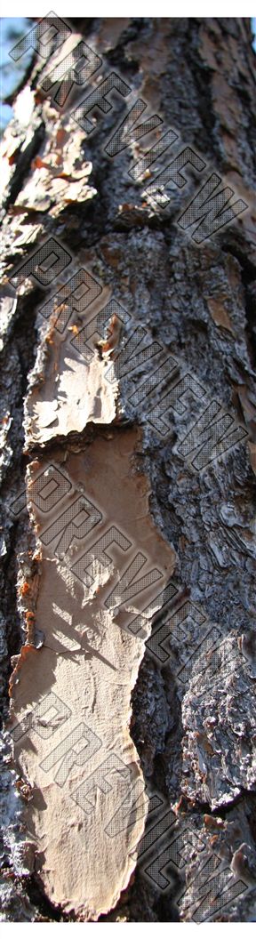 bark 7-3/4 Skateboard Deck