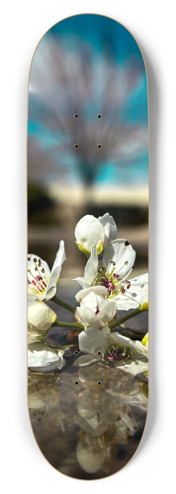 Bloom 8-3/4 Inch Skateboard