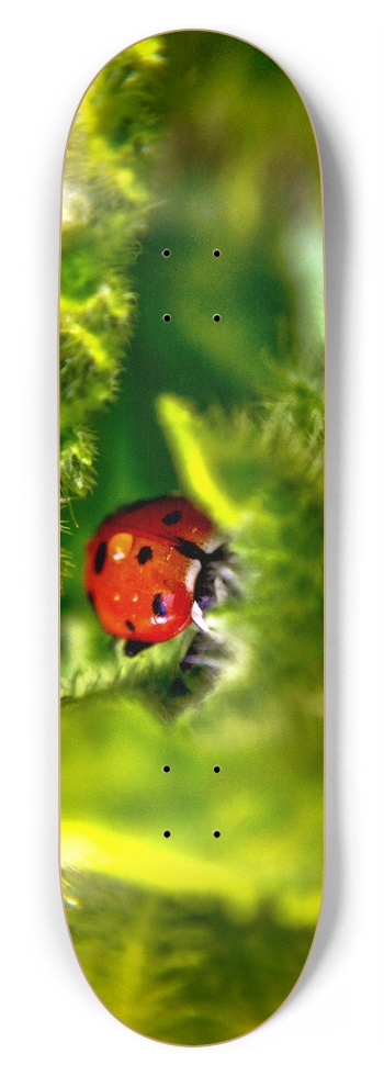 Ladybug 🐞  8-3/4 Inch Skateboard