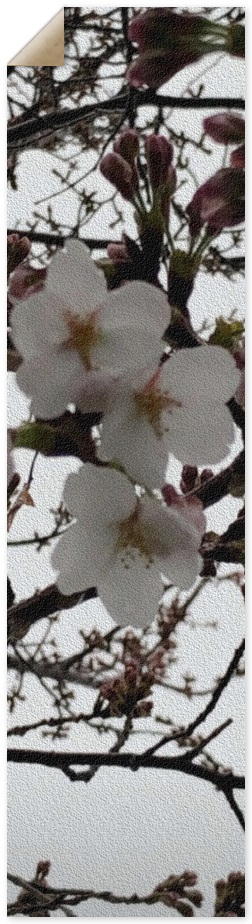 Cherry Blossoms Griptape