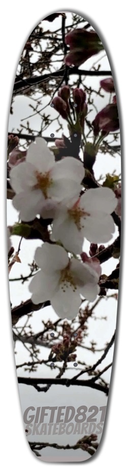 Cherry Blossoms 