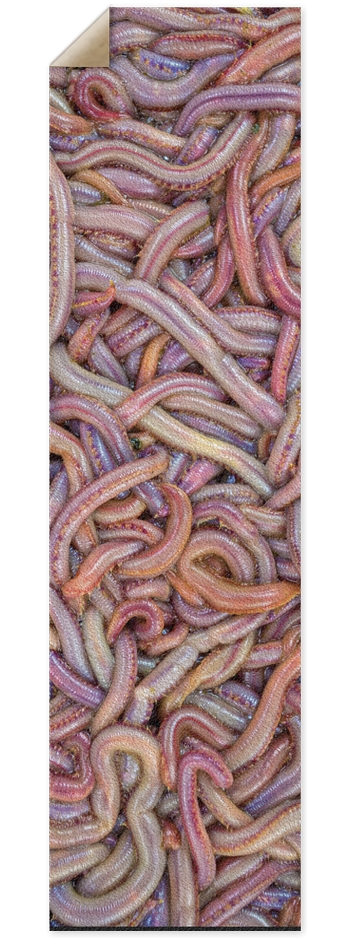 Noodles 9 x 33 Inch Griptape