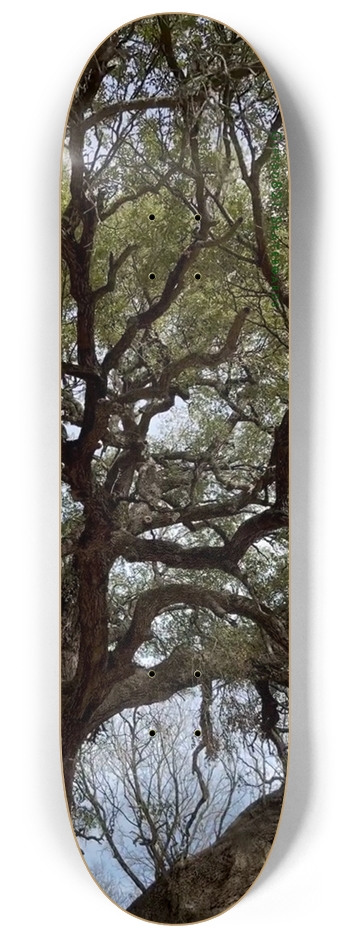 The Tree of Strift?