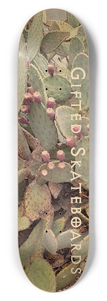 El Paso TX Cactus 