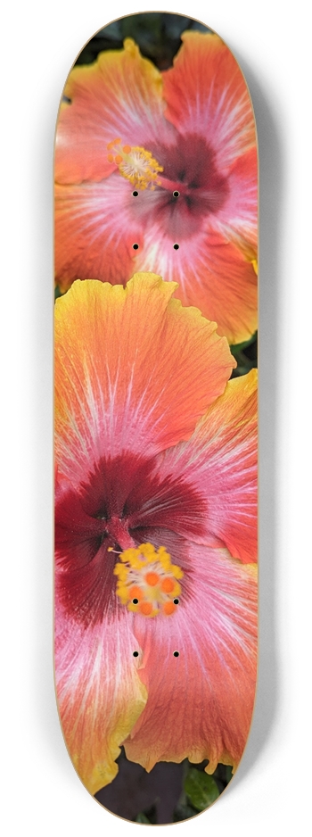 Hibiscus Sunset 8-1/4 Skateboard Deck