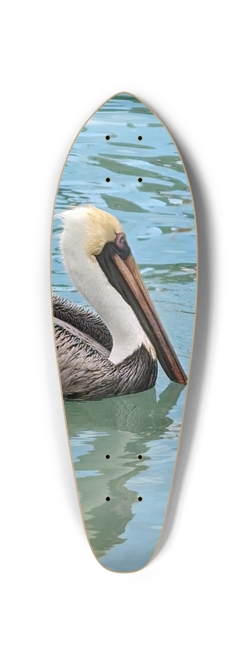 Eastern Brown Pelican Mini Cruiser