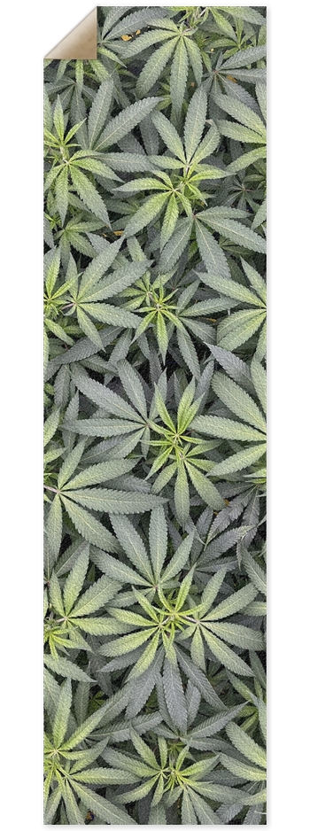 Eat Your Veggies 9 x 33 Inch Griptape