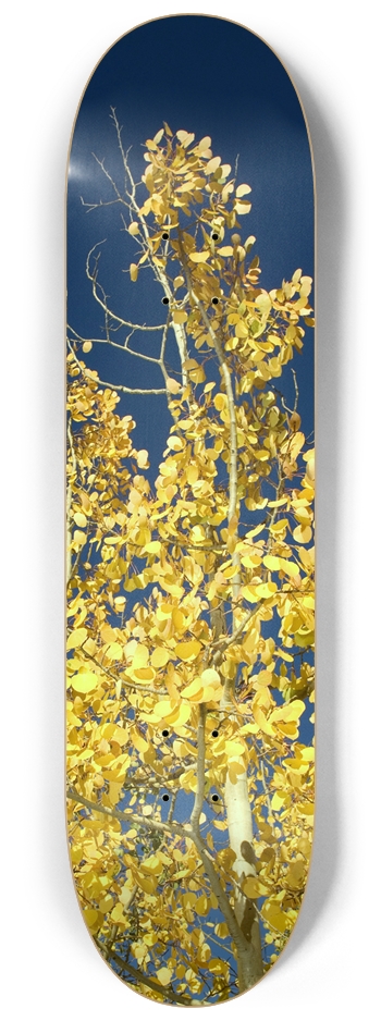 Aspen Tree 8-1/4 Skateboard Deck