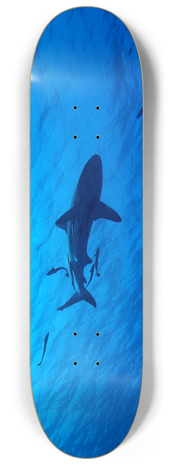 Shark 8-1/4 Skateboard Deck