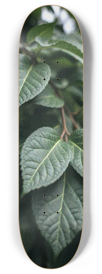 Leaves