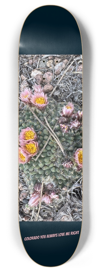 Colorado Wildflowers 2