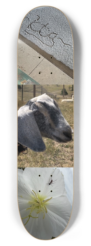 Kimmy the goat 7-7/8 Skateboard Deck