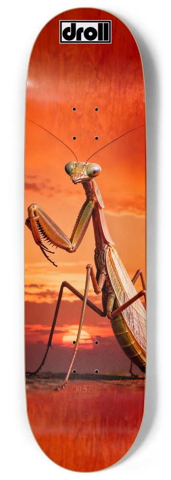 Praying Mantis Sunset