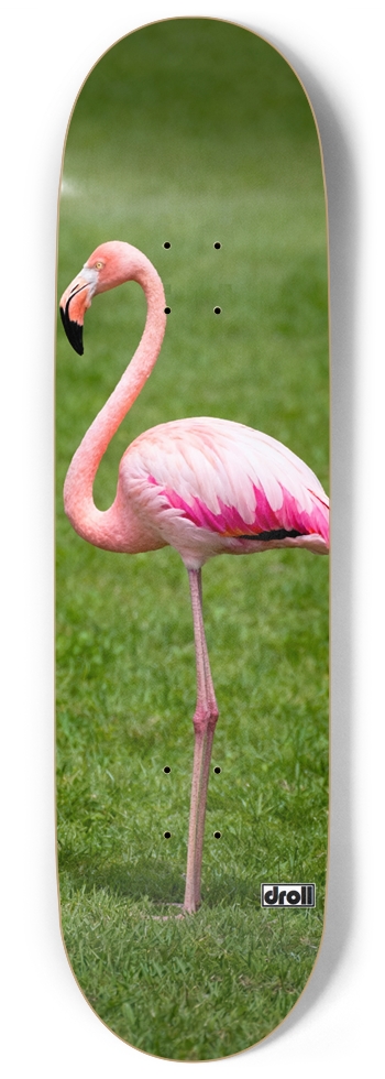 Flamingo in Yard