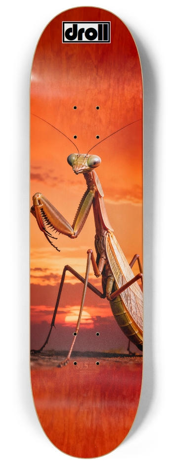 Praying Mantis Sunset