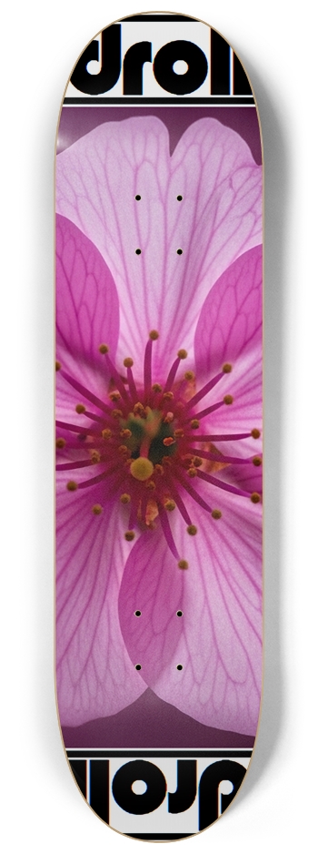 cherry blossom