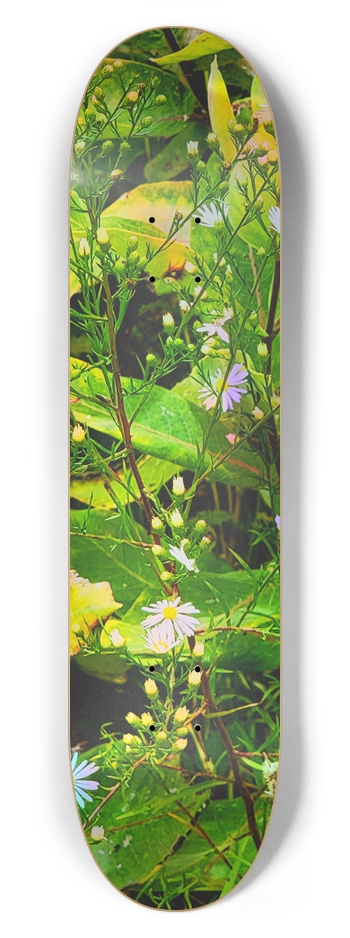 Finding Direction (A) 7-5/8 Skateboard Deck