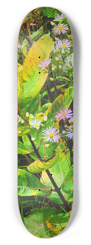 Finding Direction (B) 7-3/4 Skateboard Deck