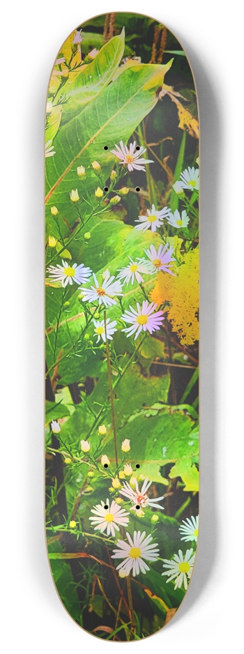 Finding Direction (C) 8 Inch Skateboard Deck