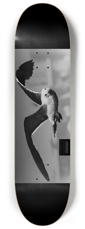 Scavenger 8.25” Popsicle 8-1/4 Skateboard Deck