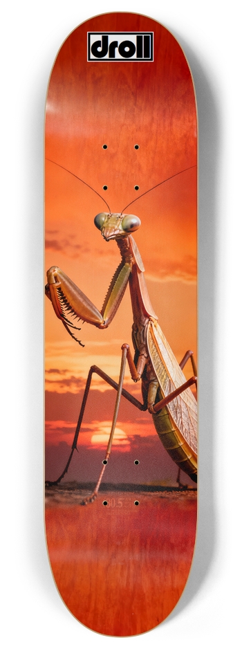 praying mantis sunset