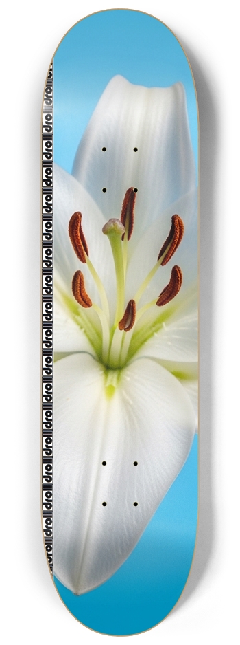 lily on blue droll strip