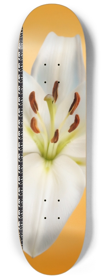 lily on orange droll strip