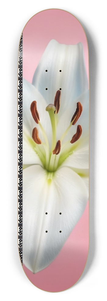 lily on pink droll strip