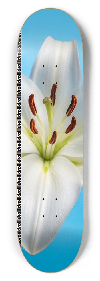 lily on blue droll strip