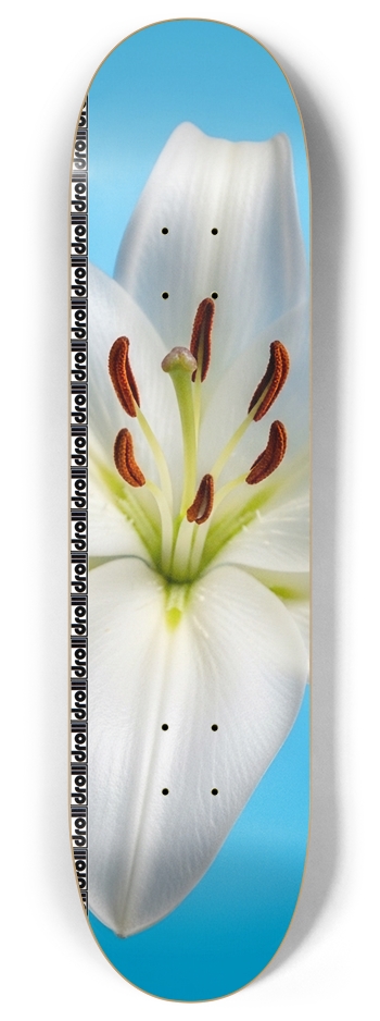 lily on blue droll strip