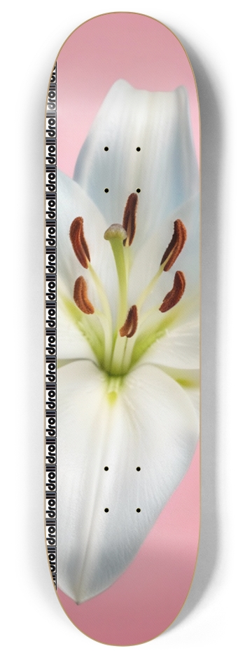 lily on pink droll strip