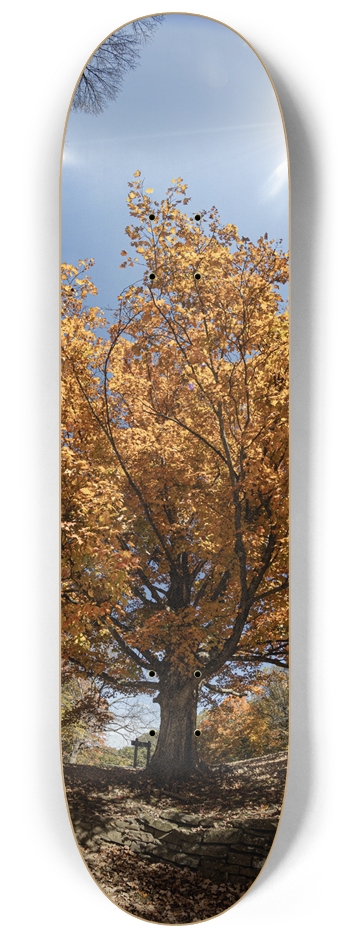 Fall Colors 8-1/4 Skateboard Deck