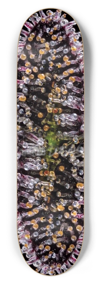 Tricombe Theatre 8-1/2 Skateboard Deck