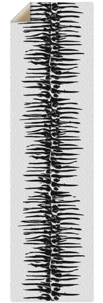 Bone Schism 10 x 36 Inch Griptape